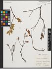 Foto von Salix myrtilloides L.
